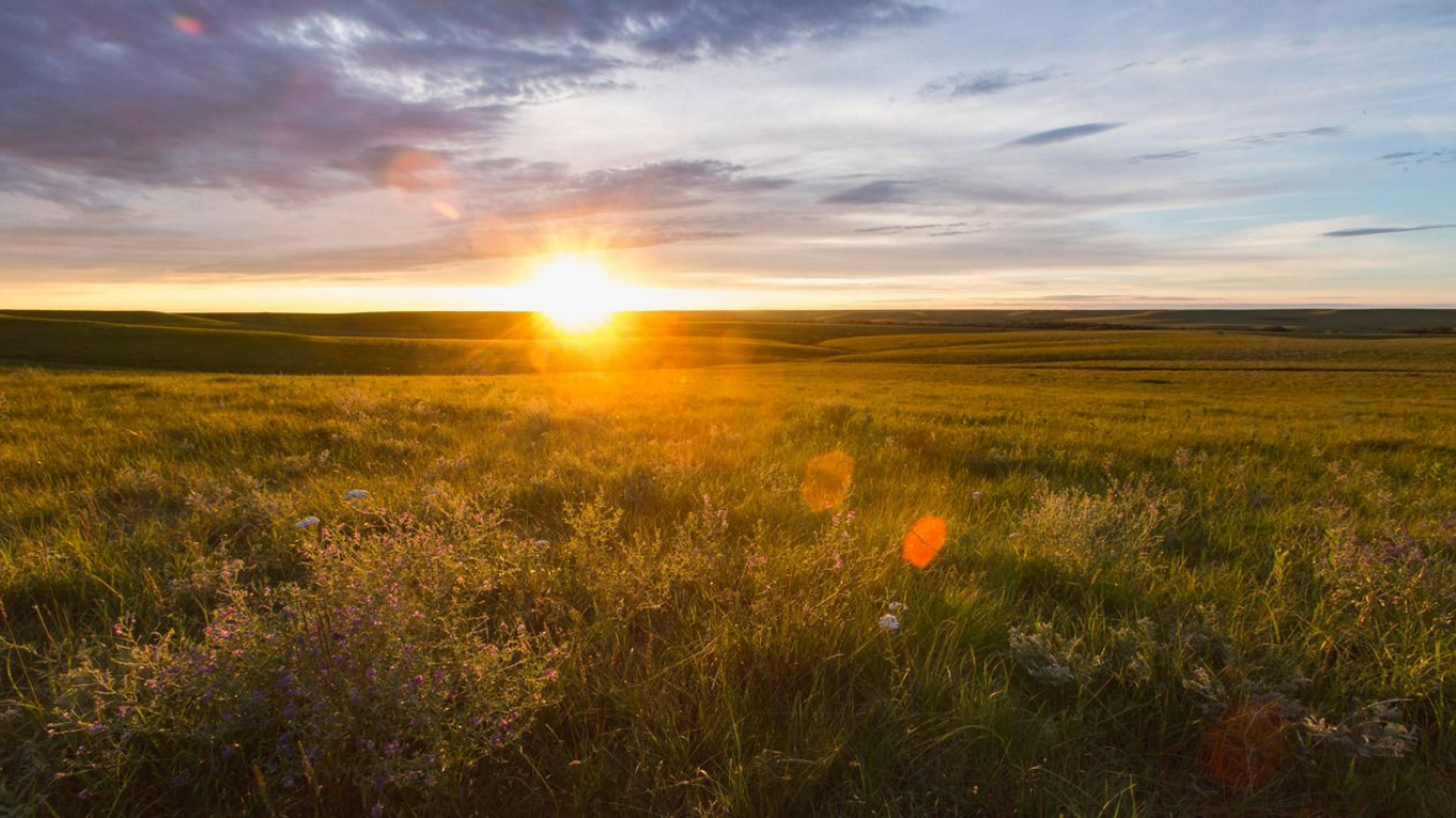 Tallgrass prairie in Iowa with native grasses and wildflowers