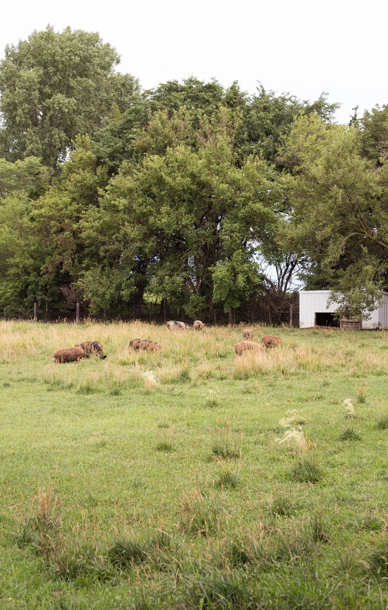 Pasture-raised pigs rotationally grazing at Meadowlark Farm in Iowa