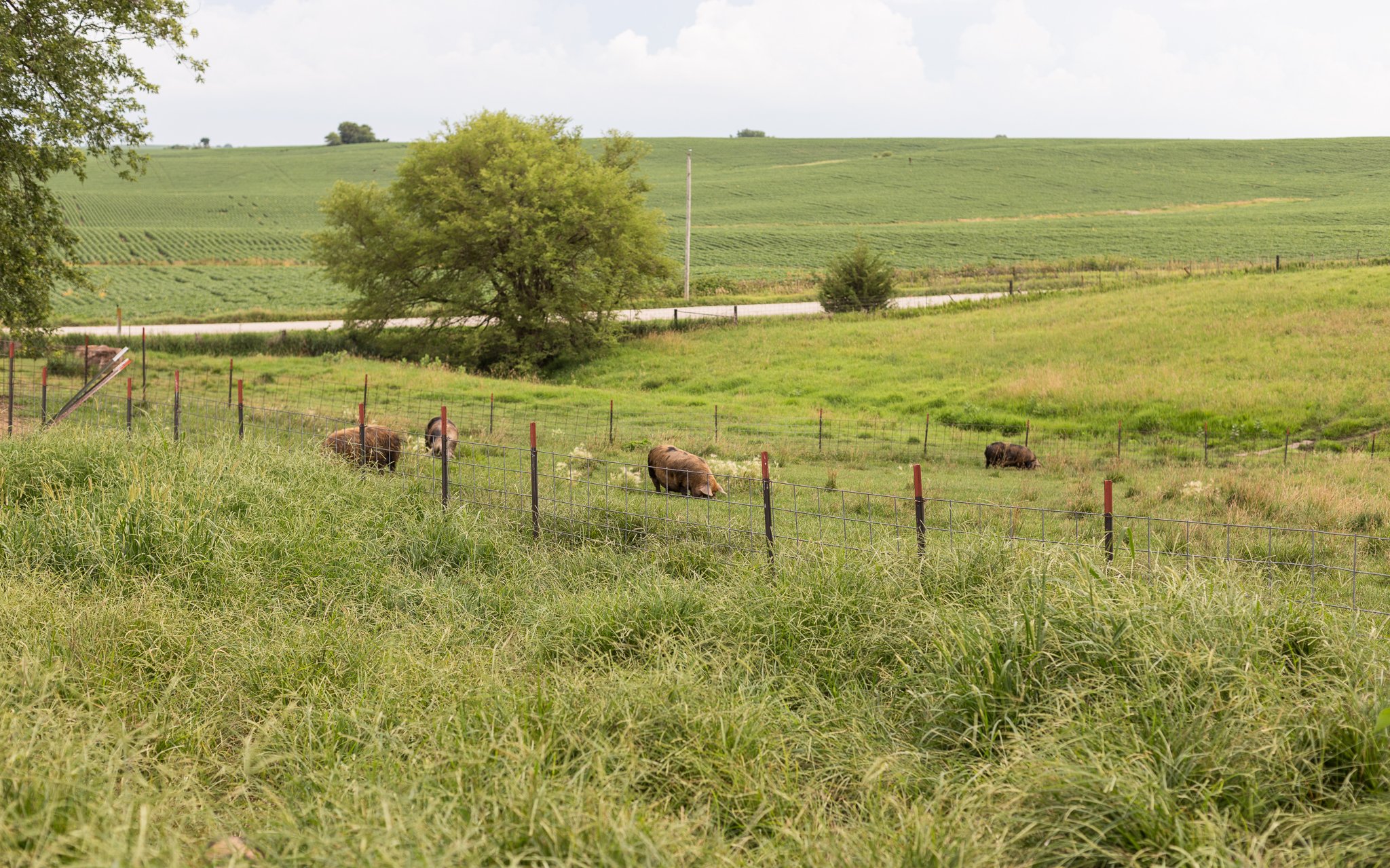Heritage pigs grazing on open pasture land at Meadowlark Farm in Iowa