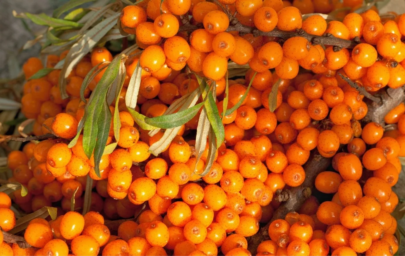 Bright orange sea buckthorn berries on the branch