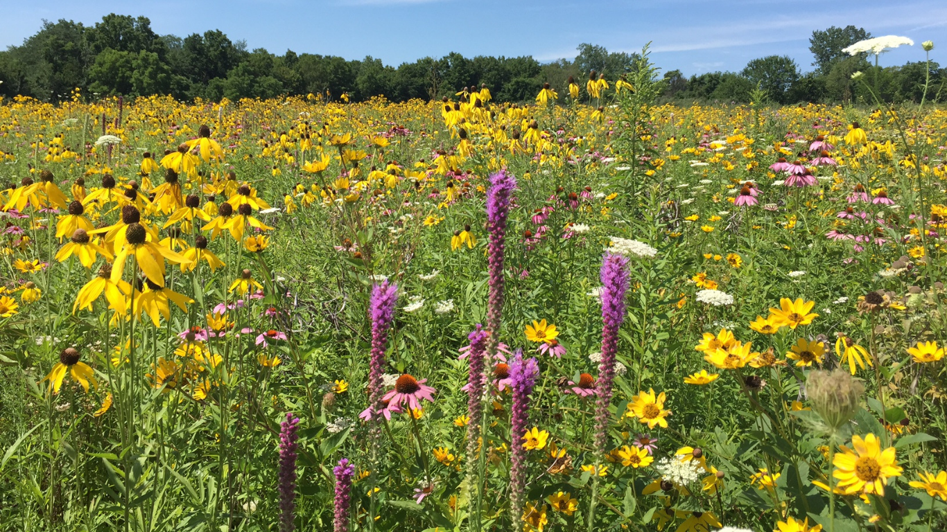 Restored tallgrass prairie in Iowa with native grasses and wildflowers