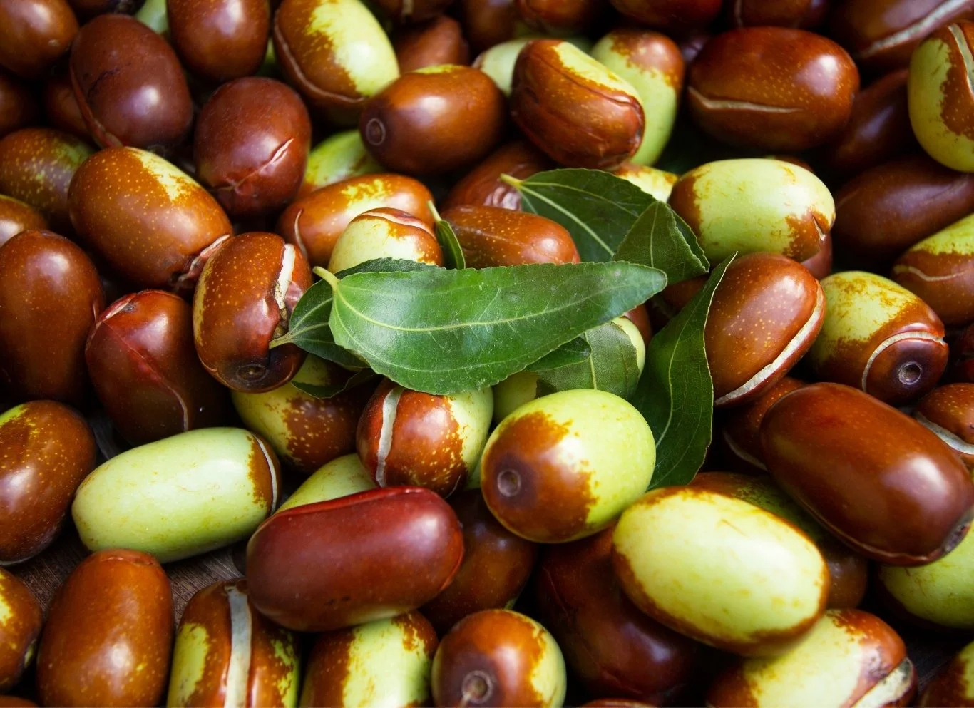 Jojoba seeds, the source of jojoba oil in our face skincare