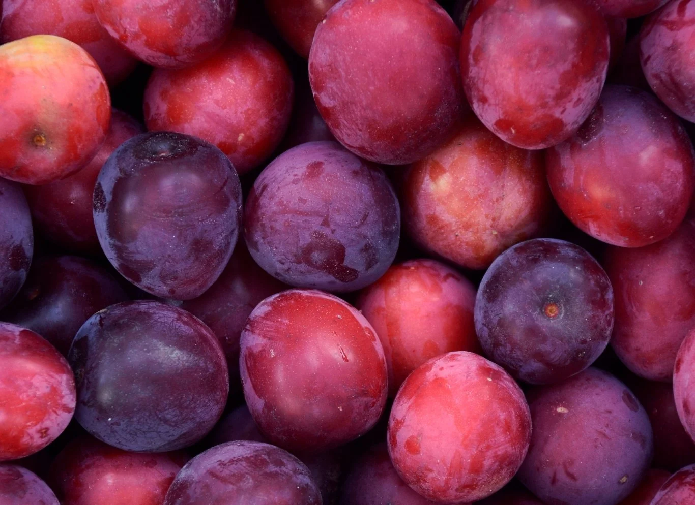 Ripe plums, whose kernels are pressed for plum kernel oil
