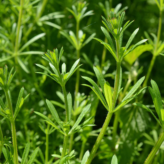 Cleavers: A Spring Herb for Skin and Lymphatic Support