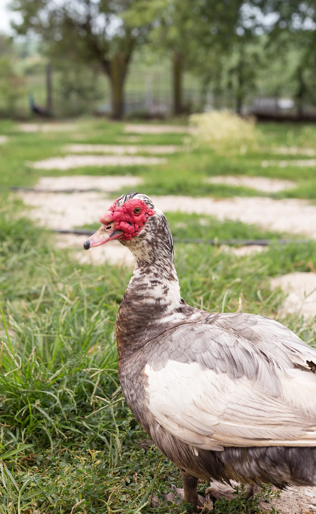 Muscovy drake duck free-ranging at Meadowlark Farm in Iowa