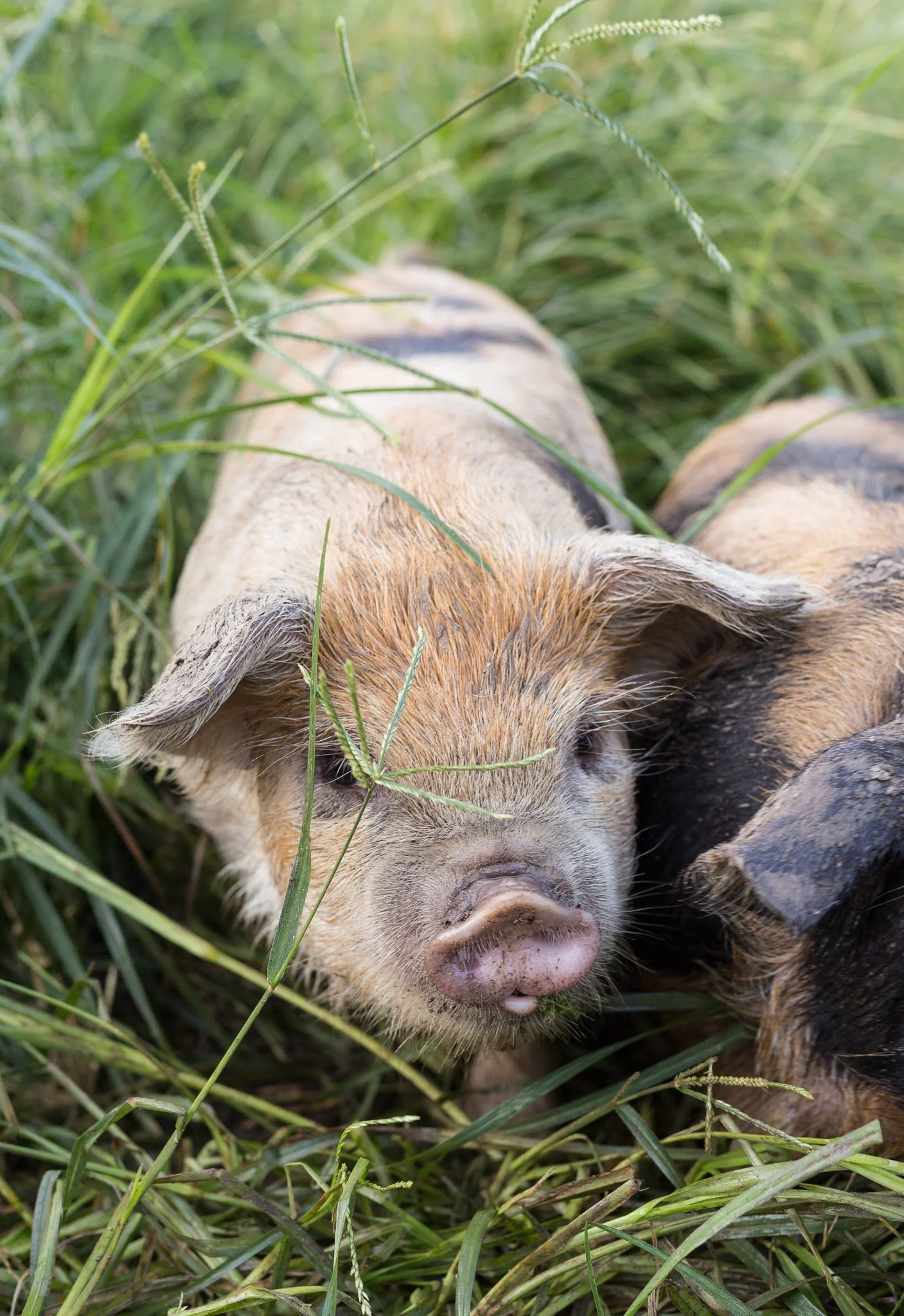 Kunekune piglet pasture-raised walking in grass