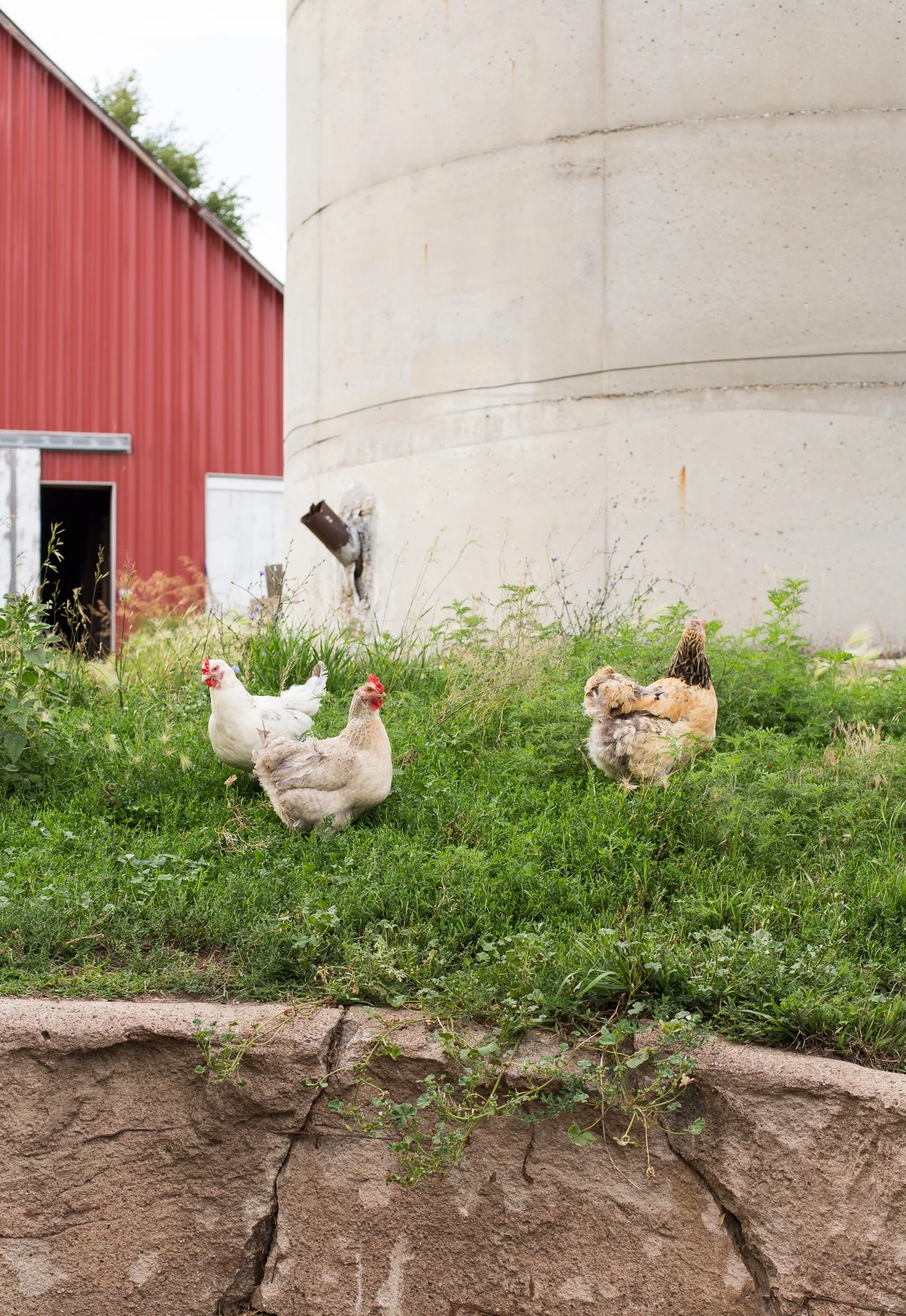 Free-range chickens outside of their chicken tractor and beside a silo at Meadowlark Farm in Iowa