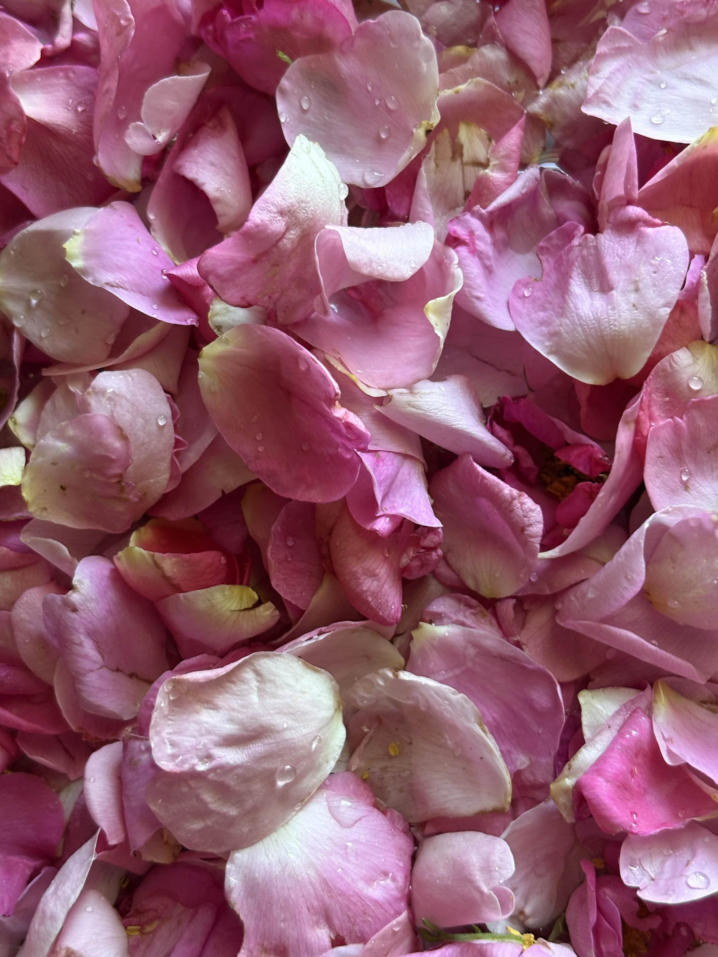 WildRosePetalsMeadowlarkMade.JPG