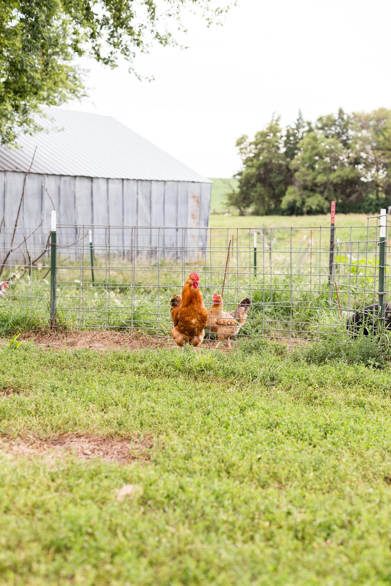 Bright red rooster free-ranging in grass with a tan chicken nearby
