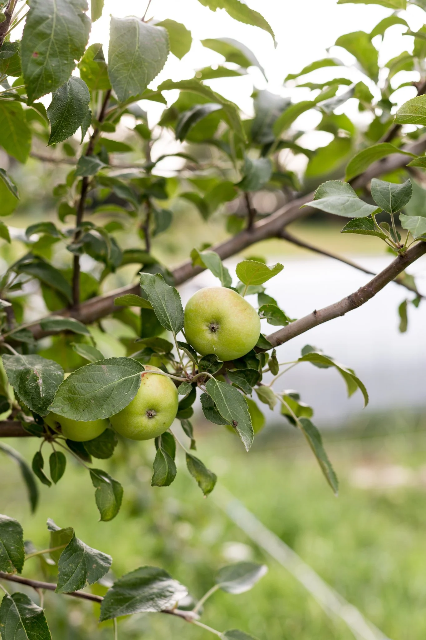 Apples on a tree growing beautifully at Meadowlark Farm in Iowa