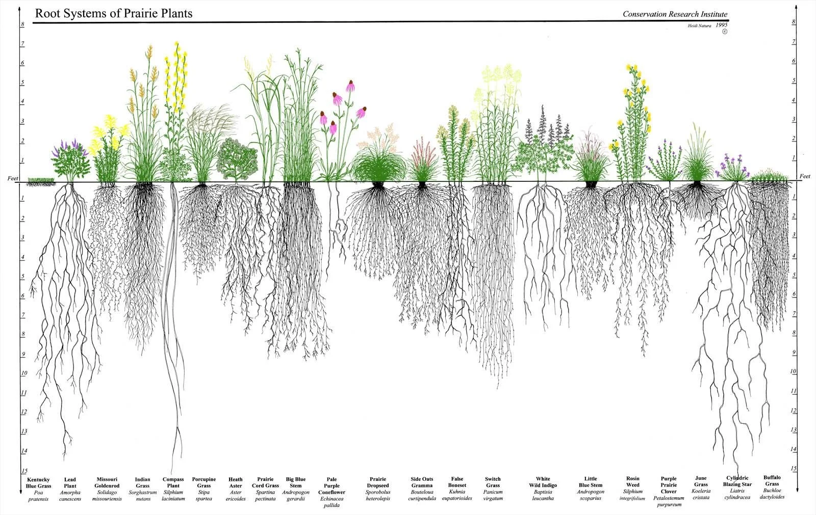 Prairie plant root system showing deep roots for soil health