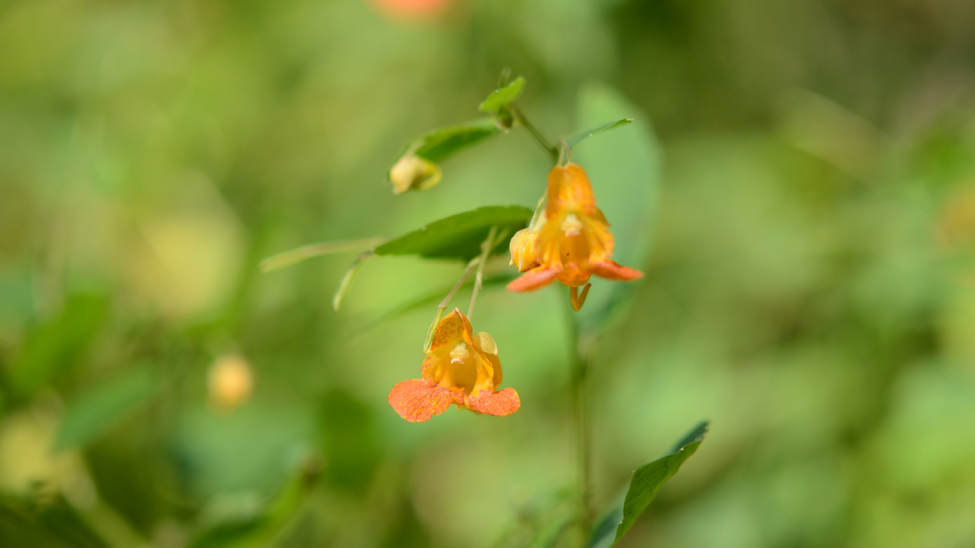 Jewelweed traditionally used to treat rashes, insect bites and stings, burns, fungal infections, and general itchy skin irritations.