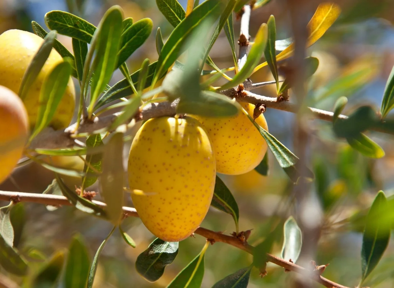 Argan fruit on a tree, the nuts inside will be pressed for argan oil