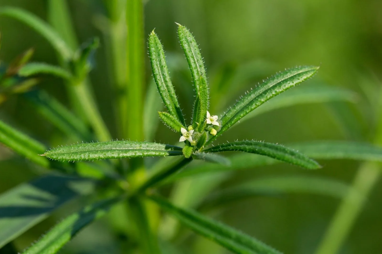 Cleavers is a prairie herb traditionally used for lymph flow, circulation, and skin vitality.