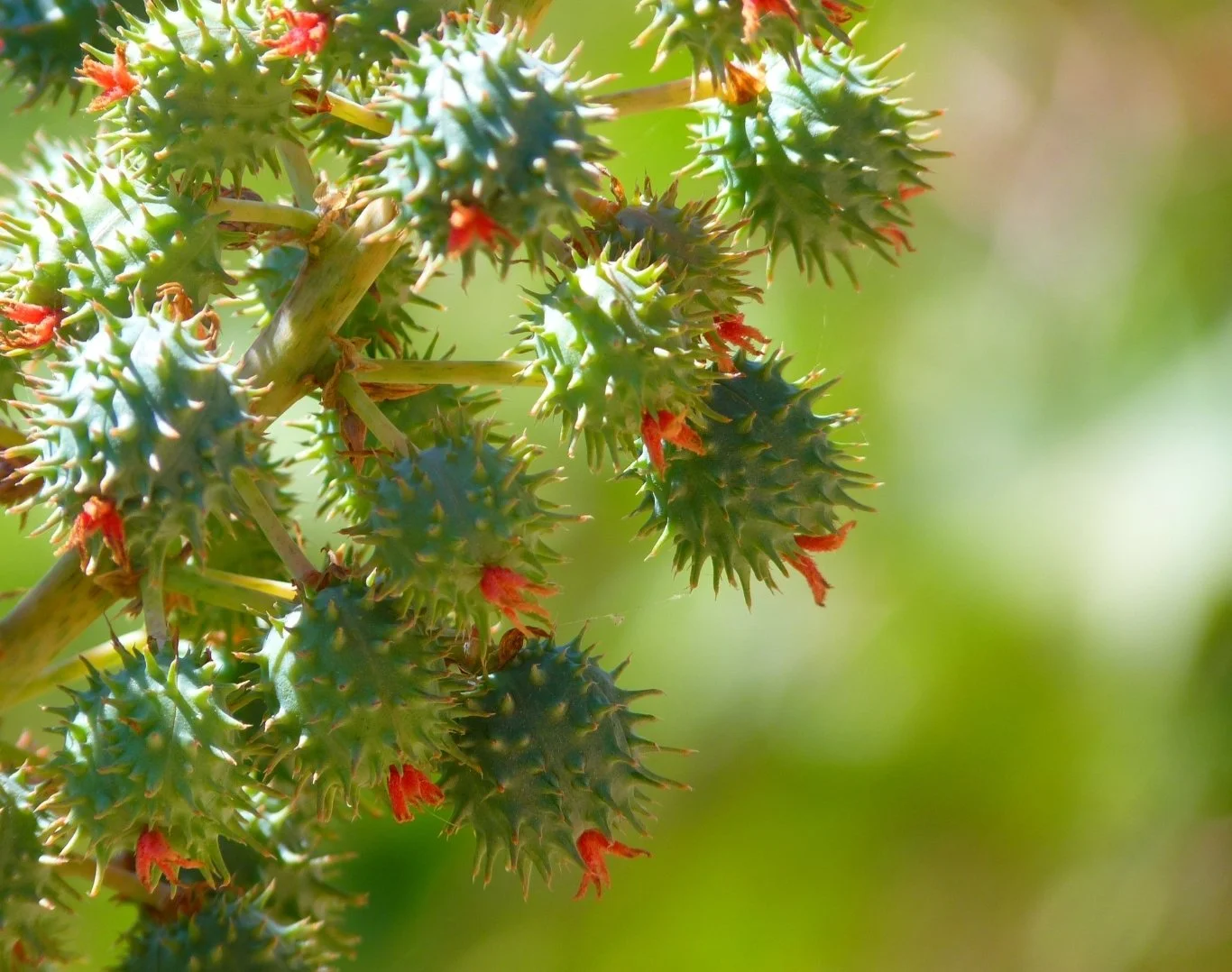 Castor bean pods, the source of castor oil in our tallow lip balms