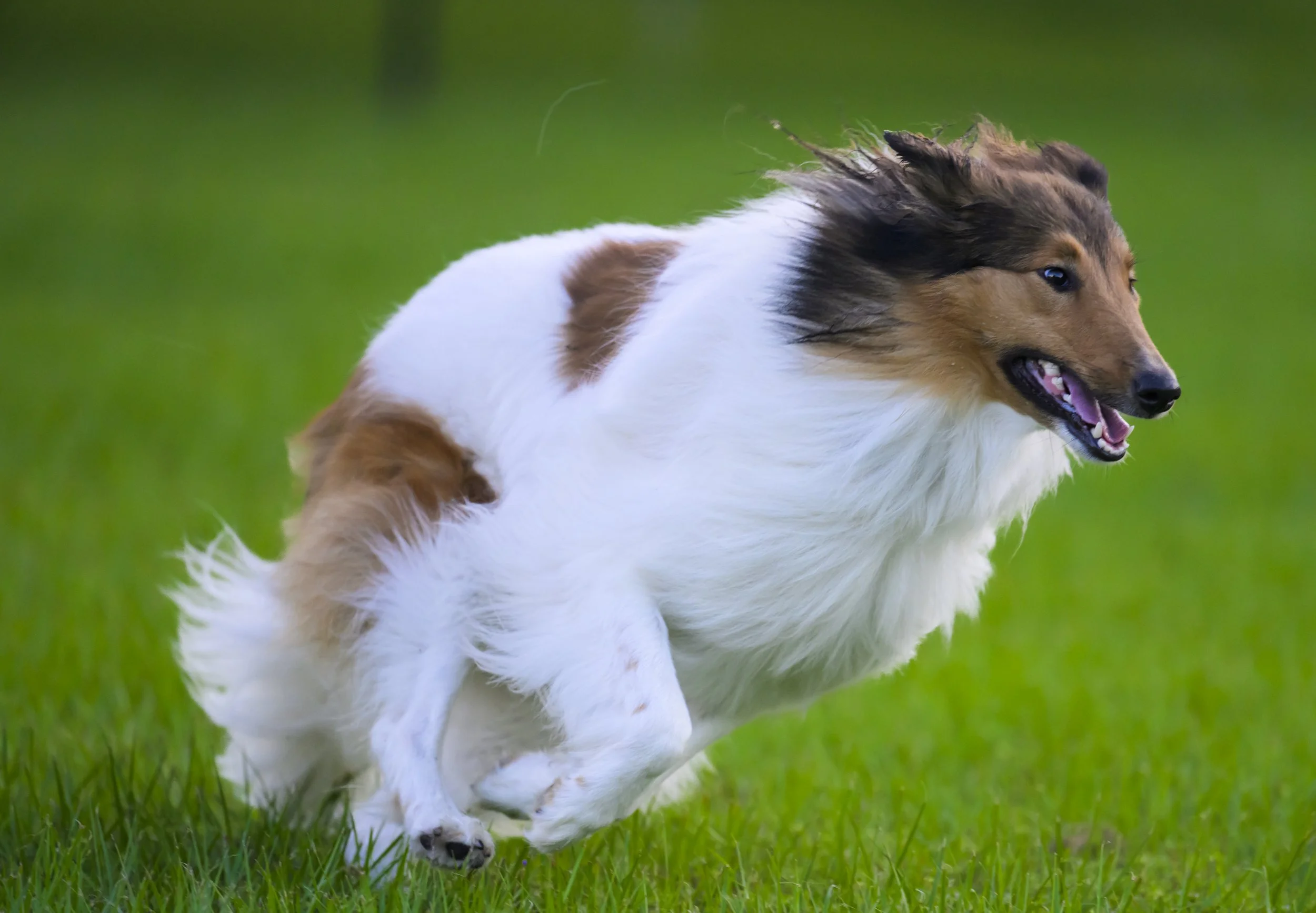 Blue Heron Dog Park_1st Glantz Media-1727.jpg