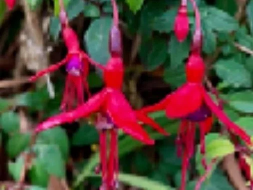 Love Songs for Valentine’s Day