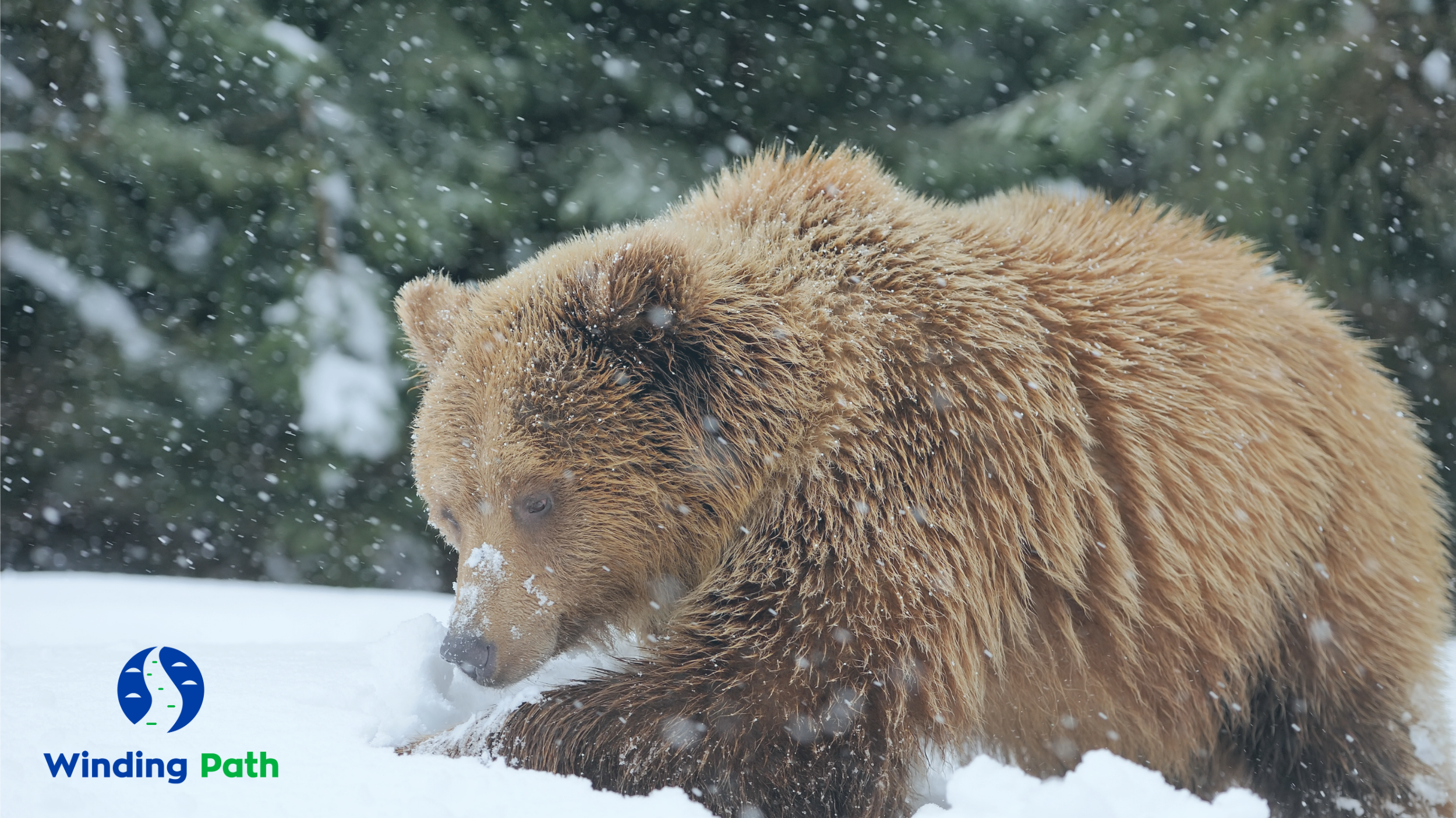 Winter in TCM: The Kidney Season and Why Rest is Medicine