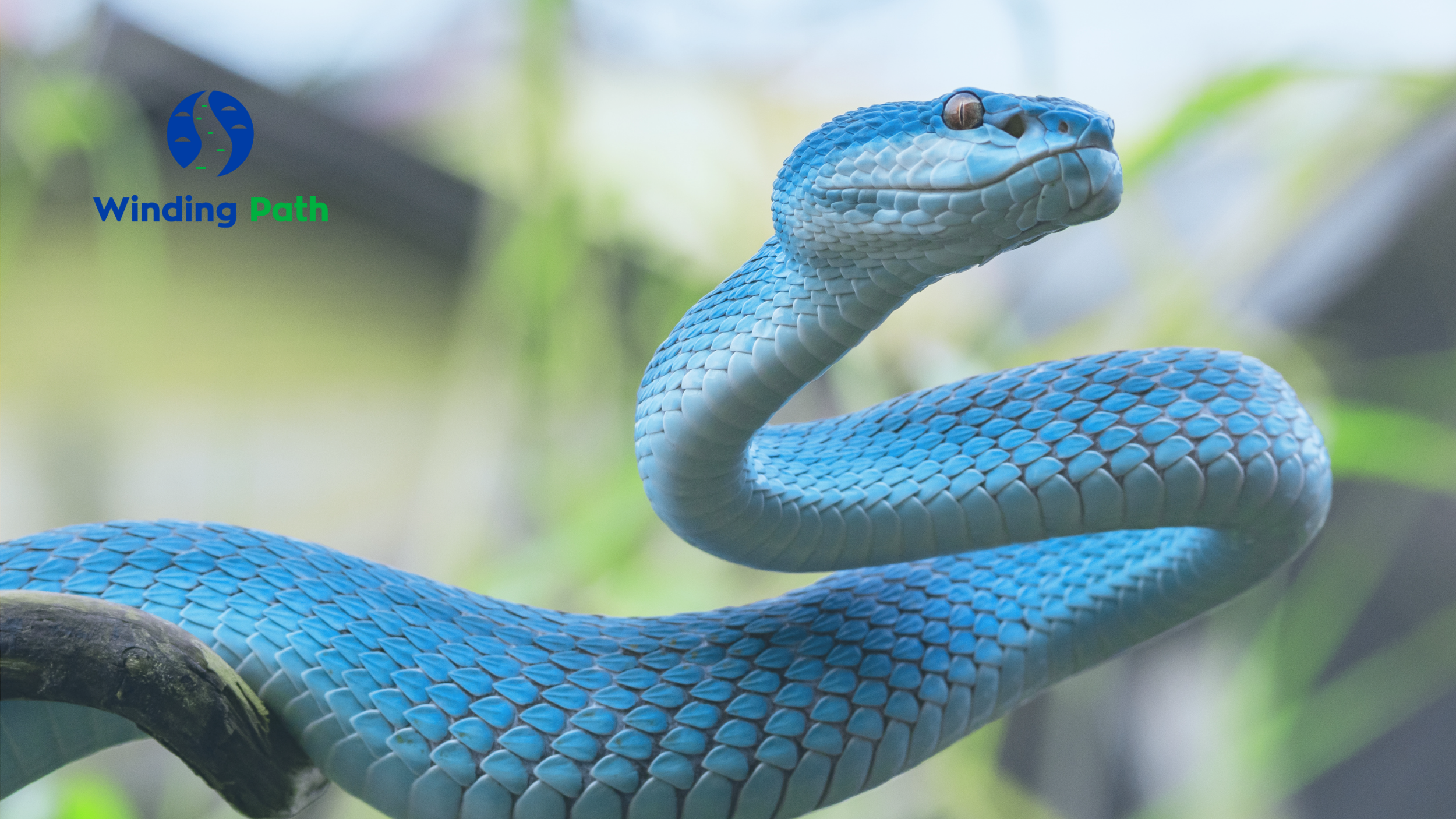 Snake Shedding: Releasing What No Longer Serves