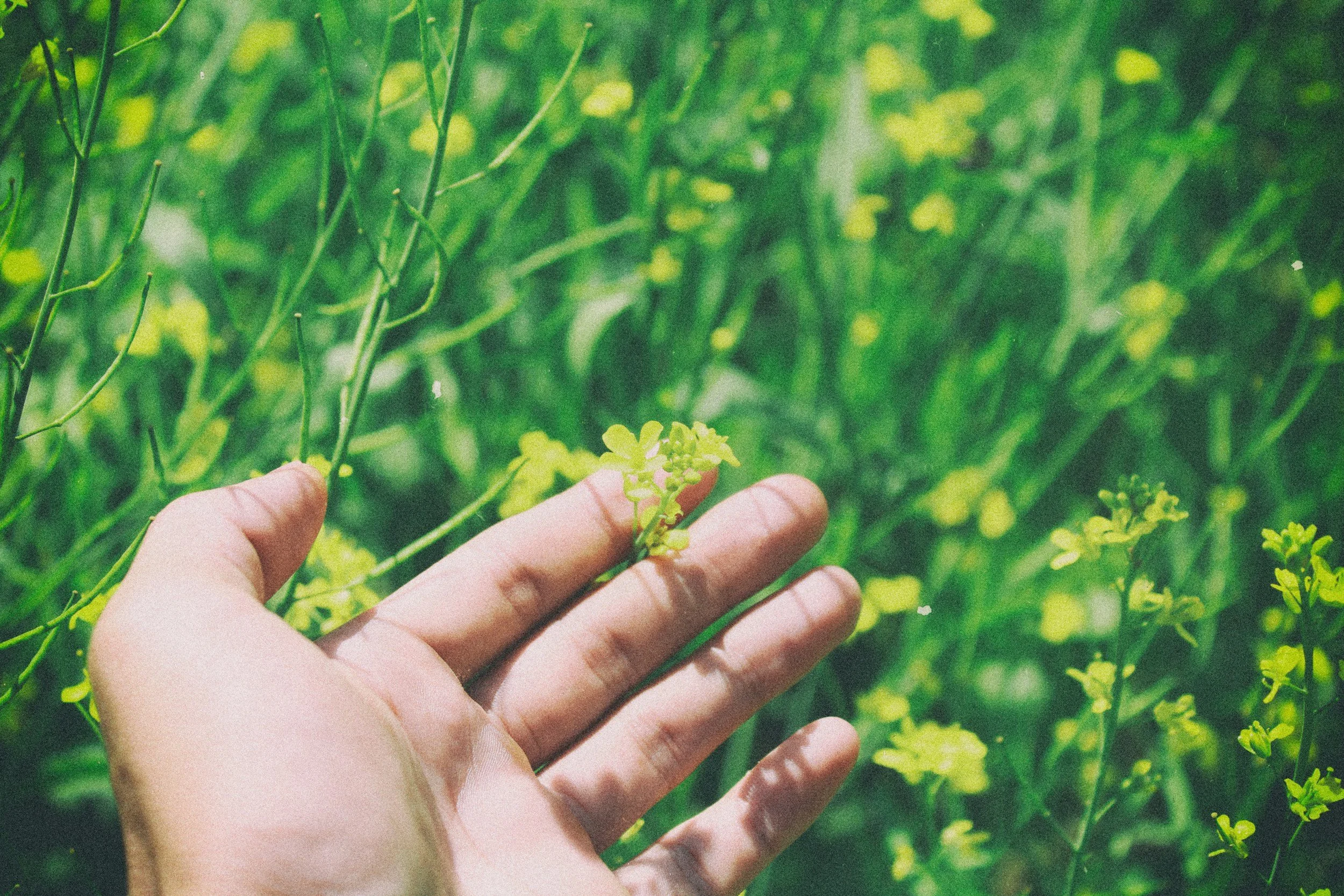 Grief, Letting Go, and the Lung's Season