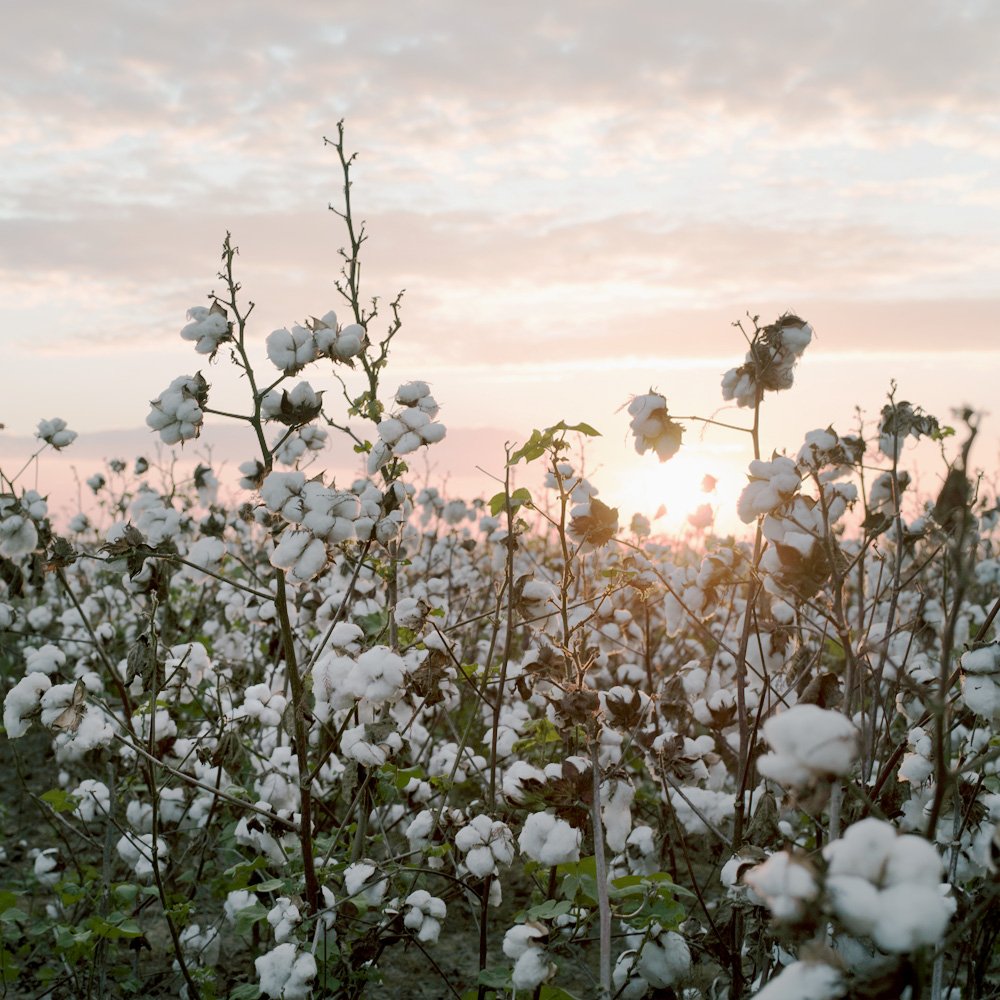Into the Heartland: Mississippi Delta with Aline Smithson and Lisa McCord