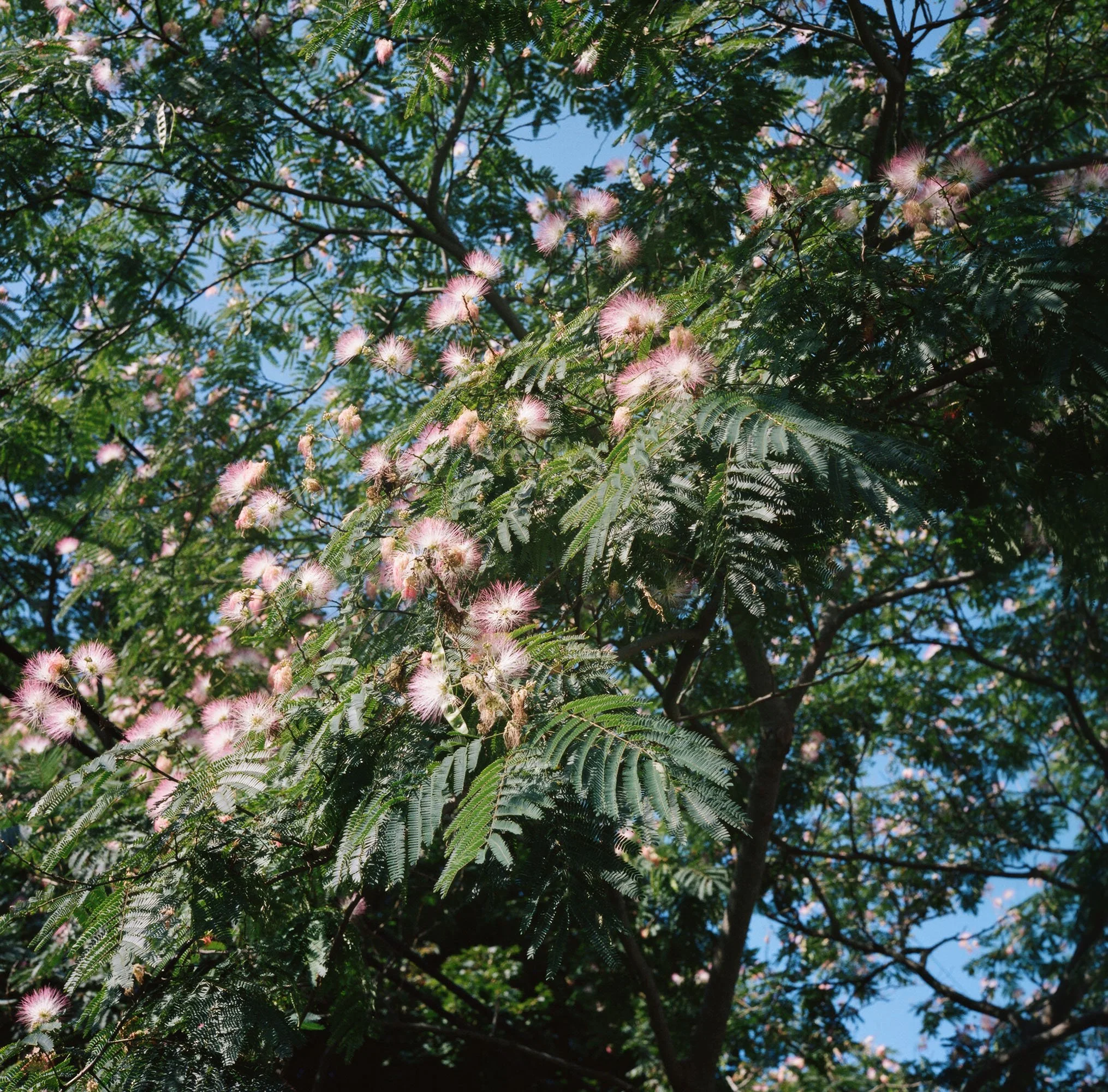 Aline Smithson_Powder Puff Tree.jpg