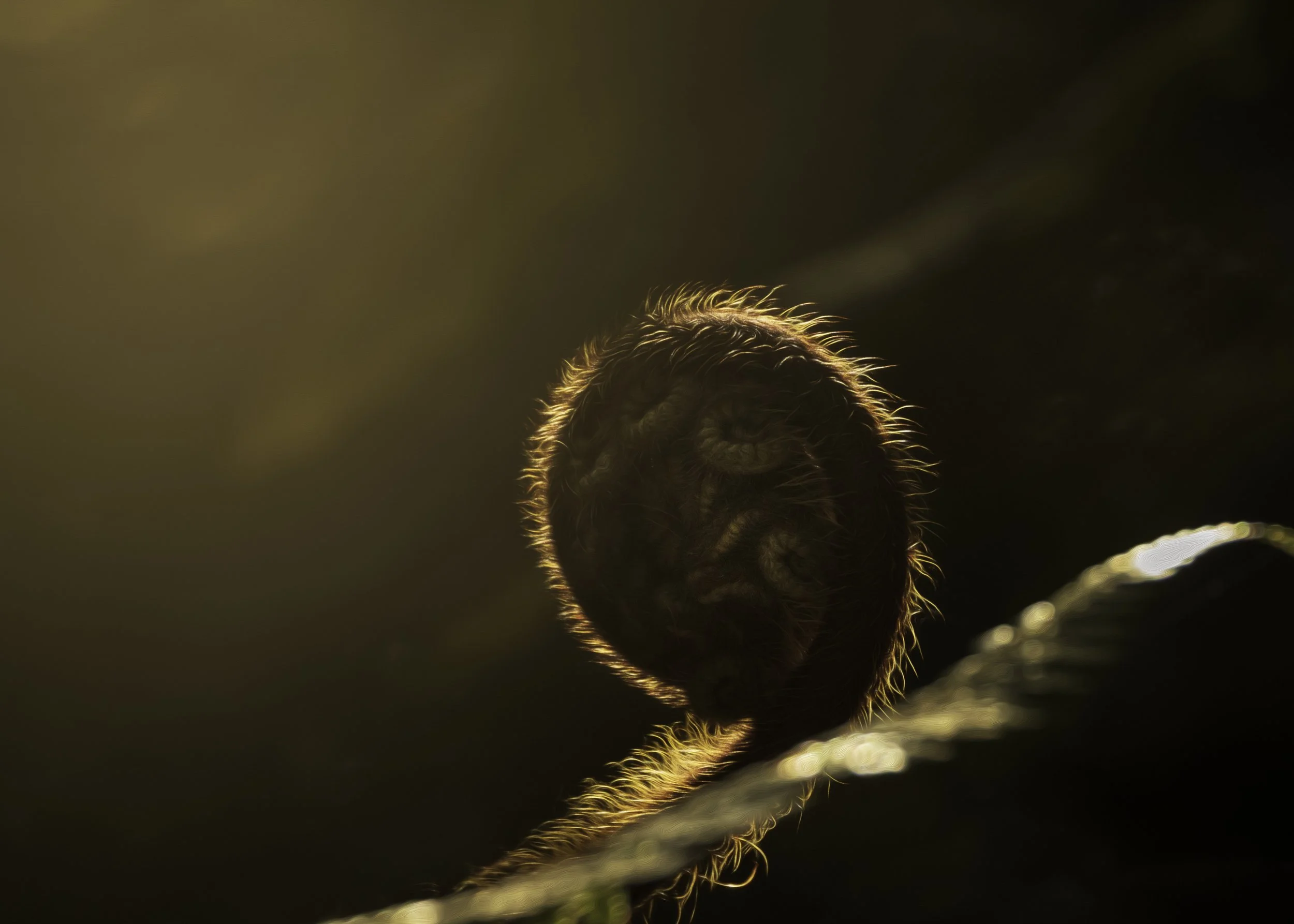 Dawn Mamuku JGH_9005.jpg