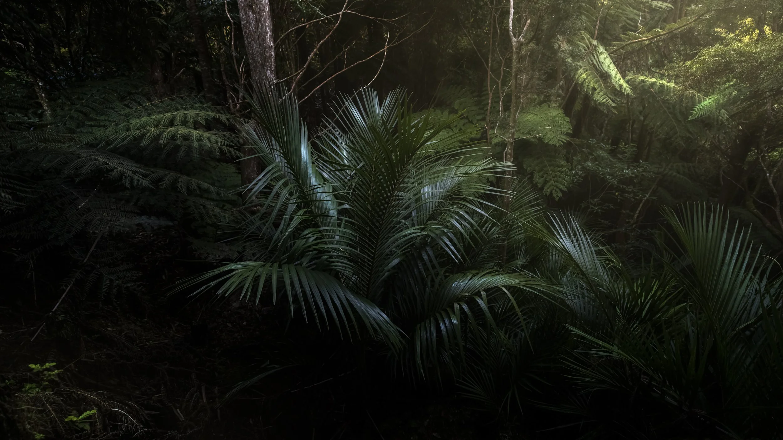 Nikau-16-by-9-JHPA0138.jpg