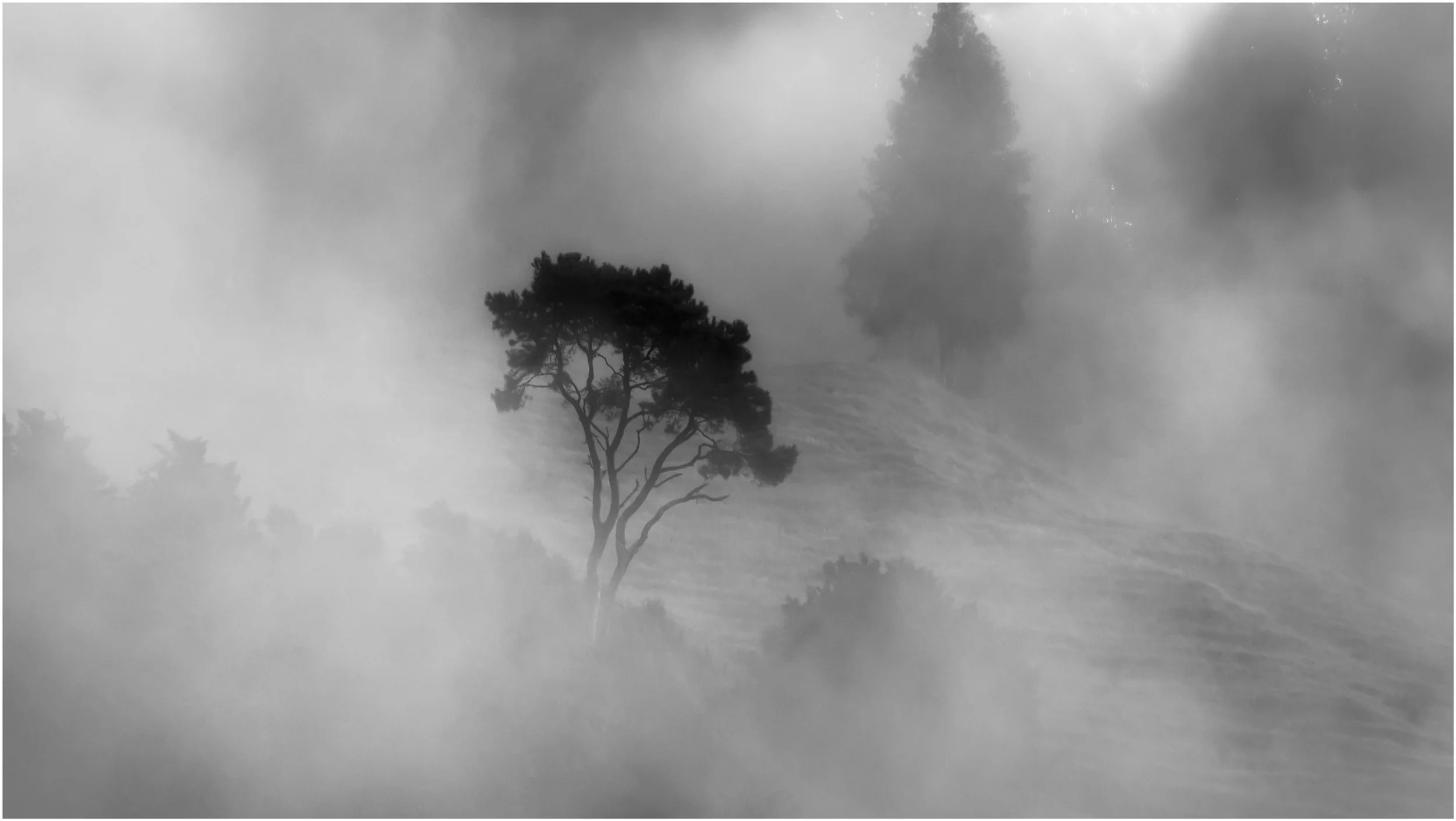 BW-Misty-tree-JGH_3215.jpg