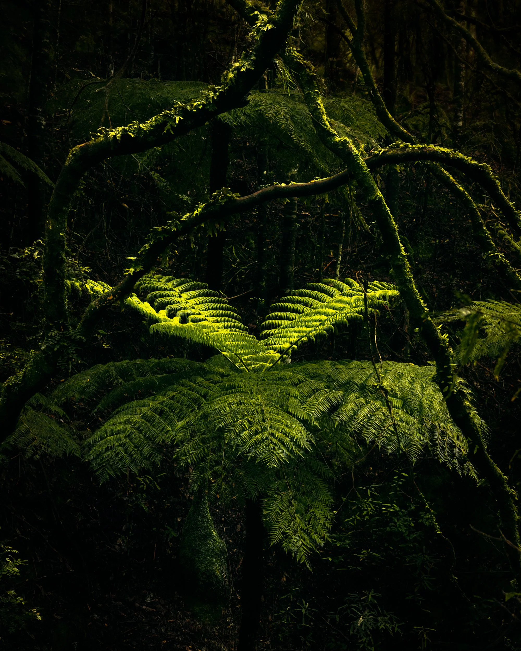 Cathedral fern JGH_9661 cropped version.jpg