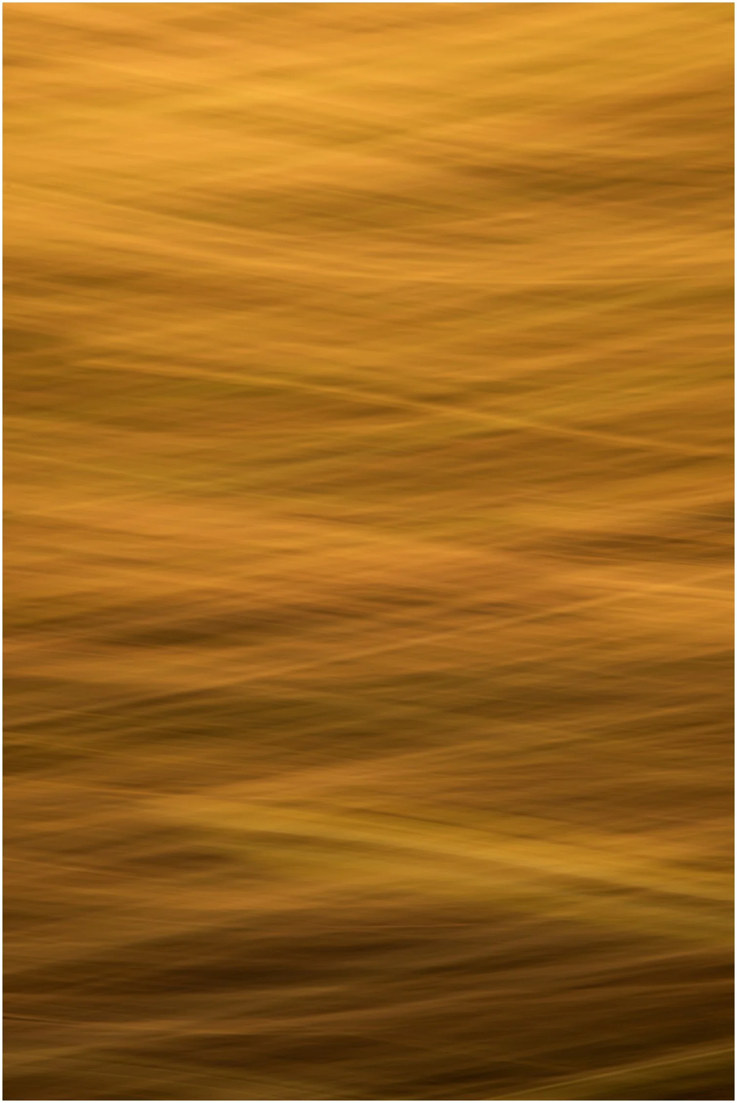 ICM bush water JGH_9772-2.jpg