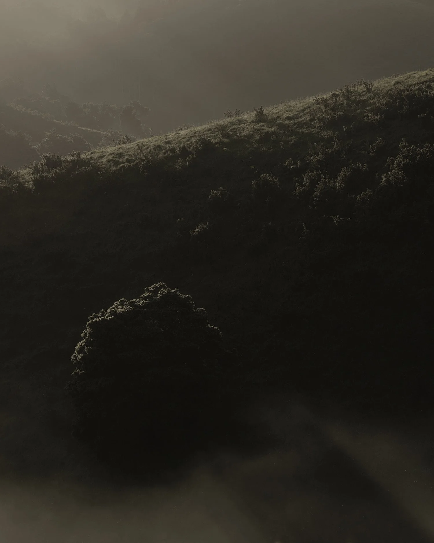  Solo misty tree JGH_9392.jpg