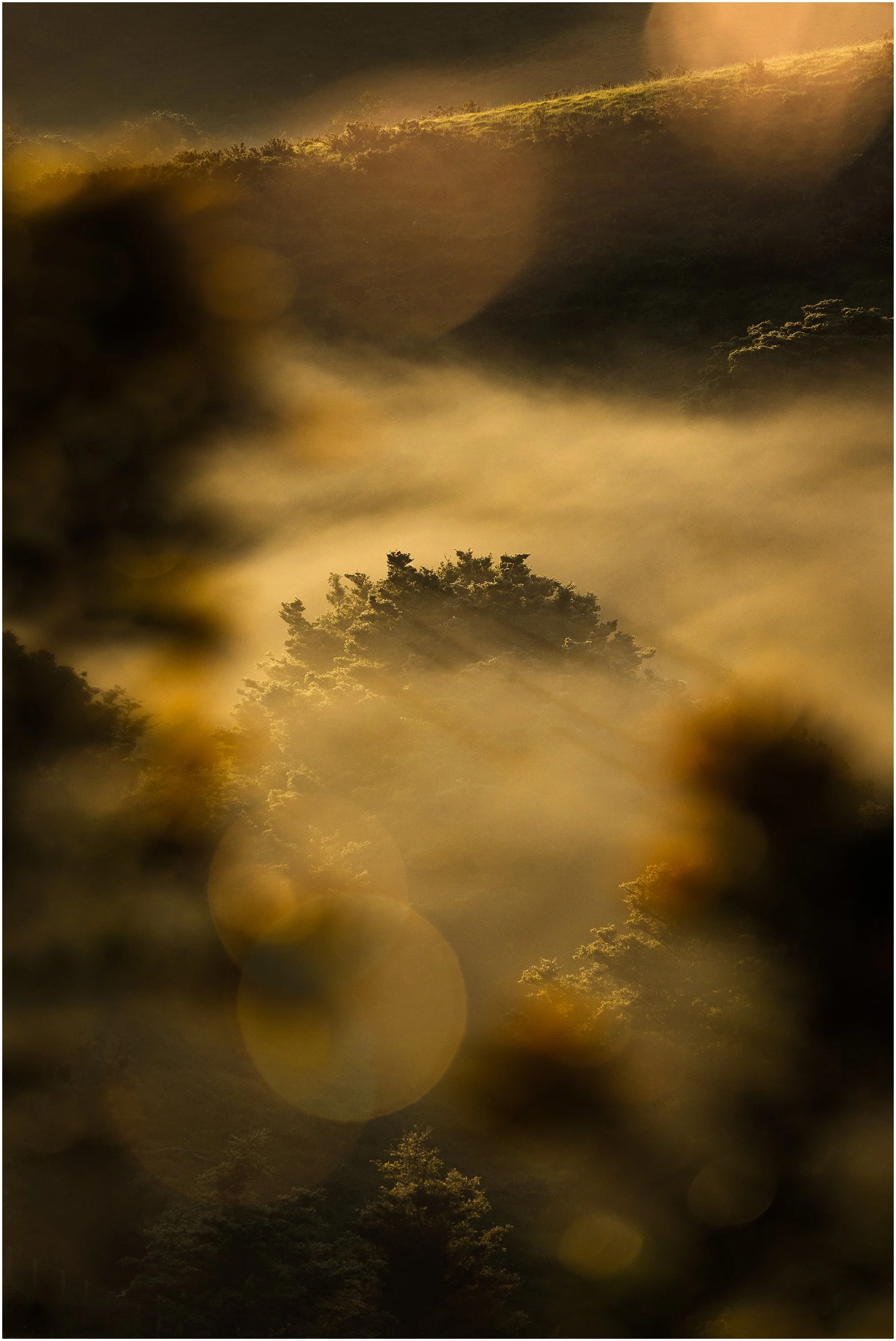 Through gorse JGH_9362.jpg