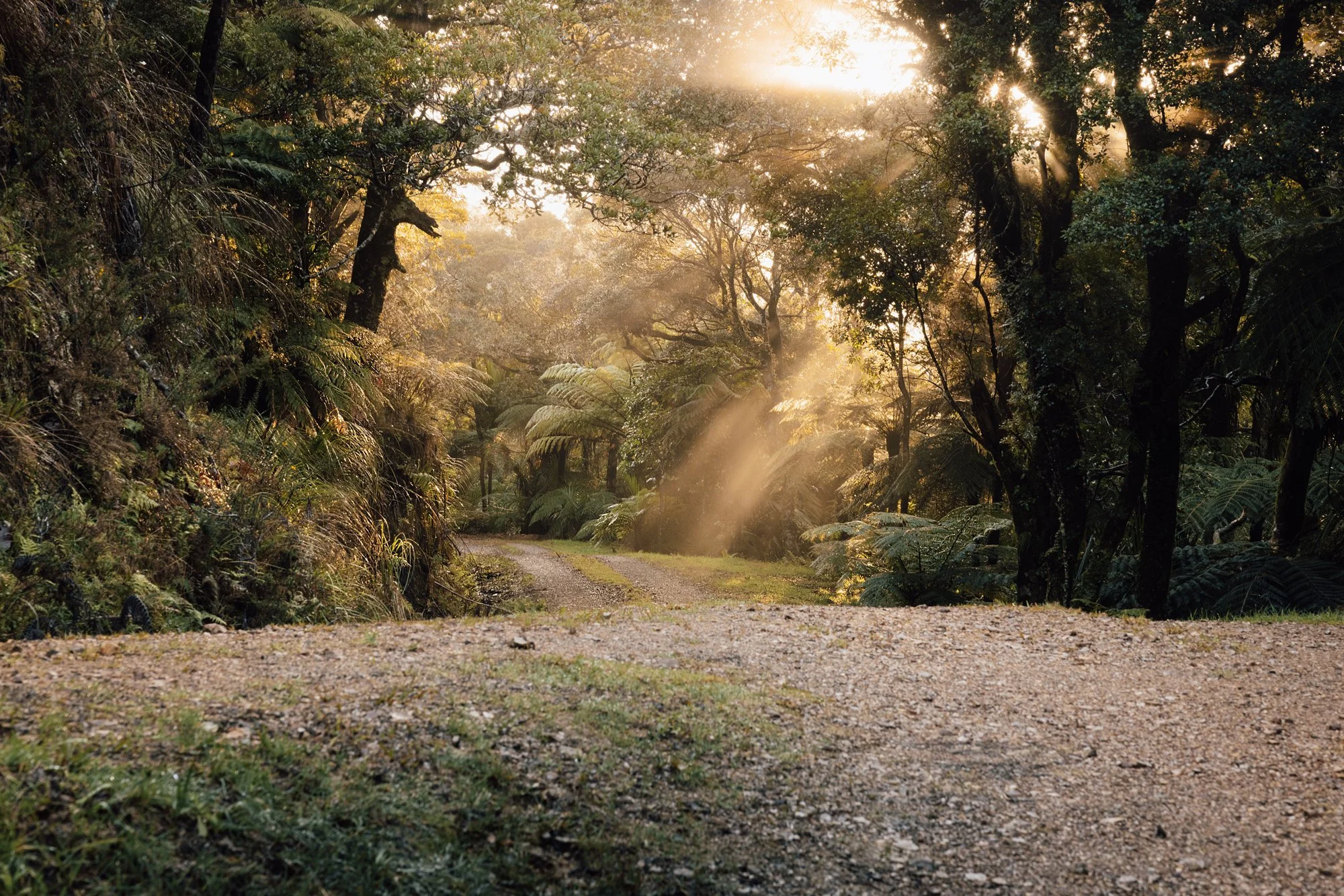 The-way-home-JHPA0611.jpg