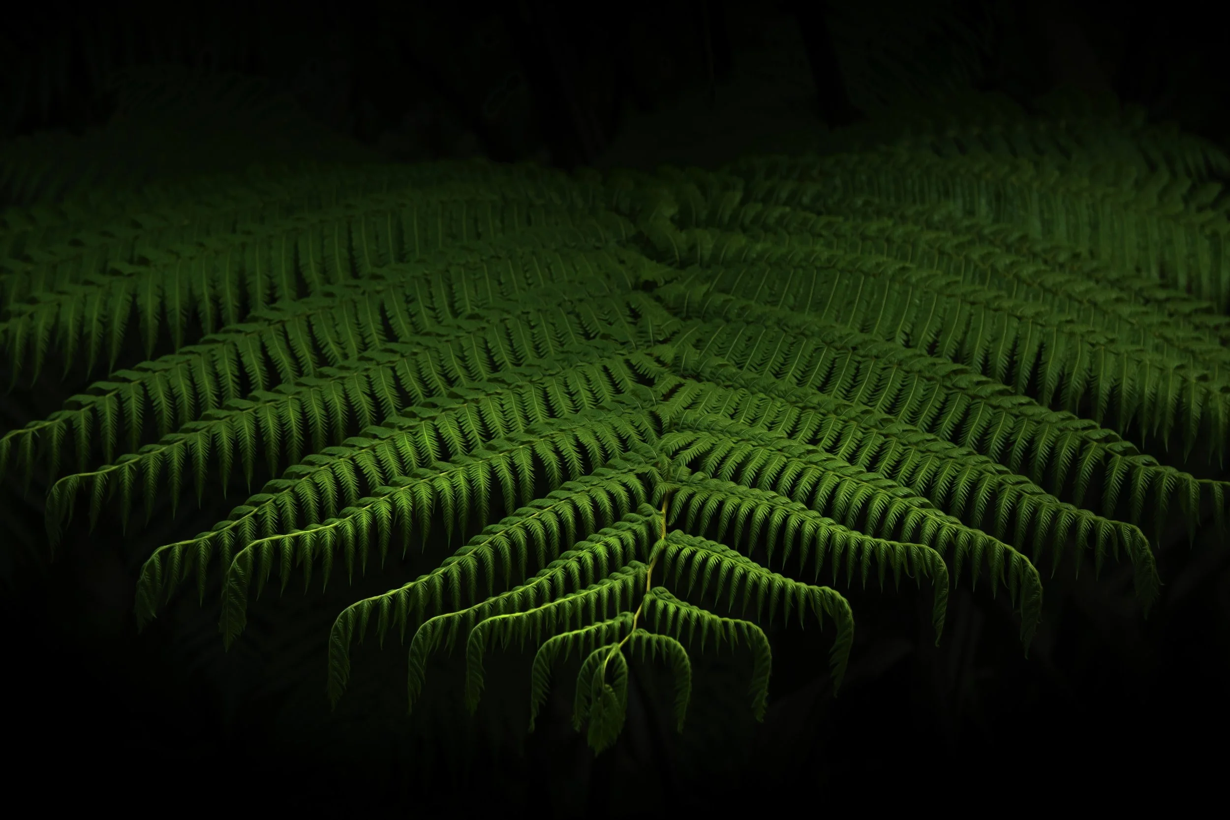 Flat fern JGH_9017.jpg