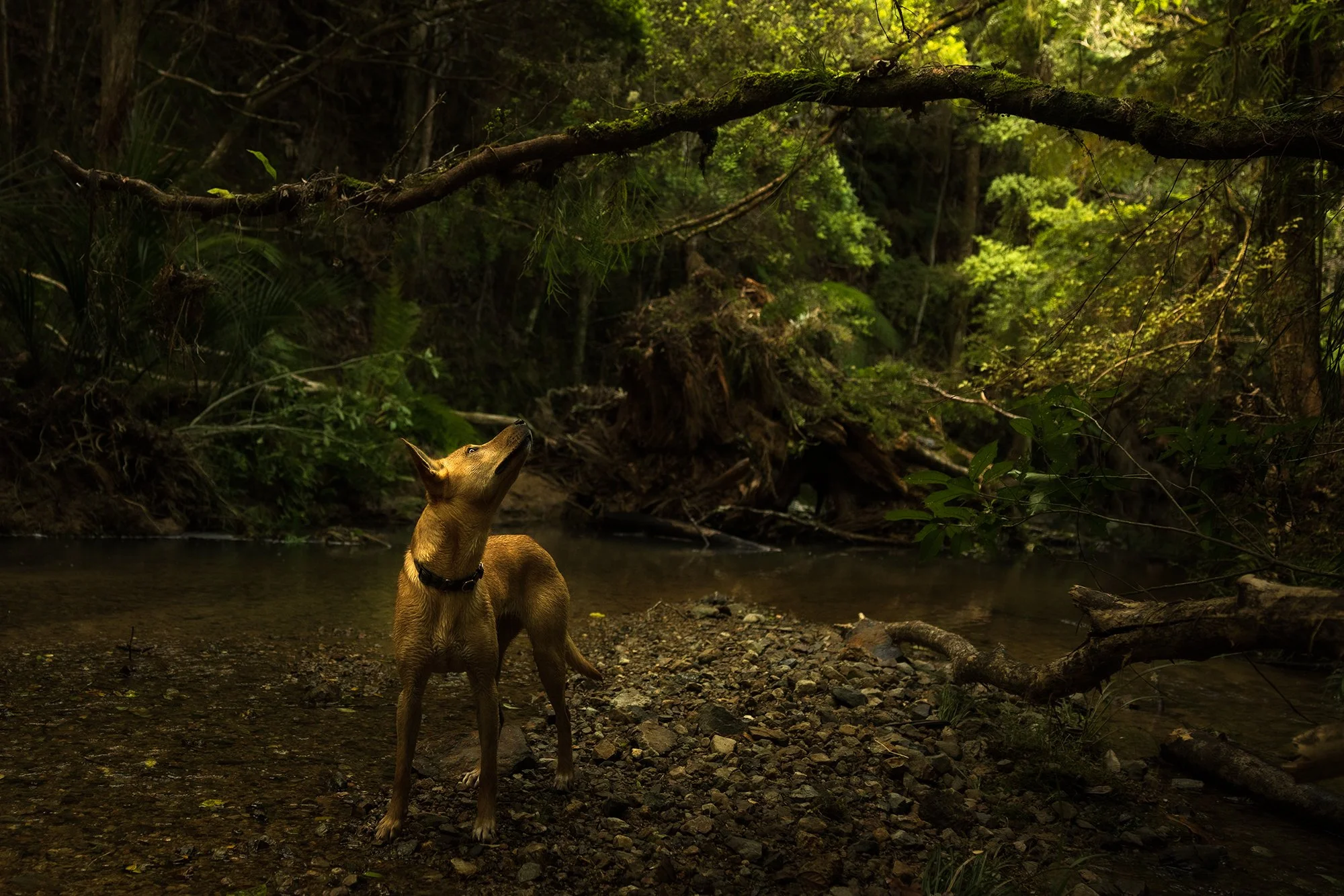 Creek Kelpy JGH_9515.jpg