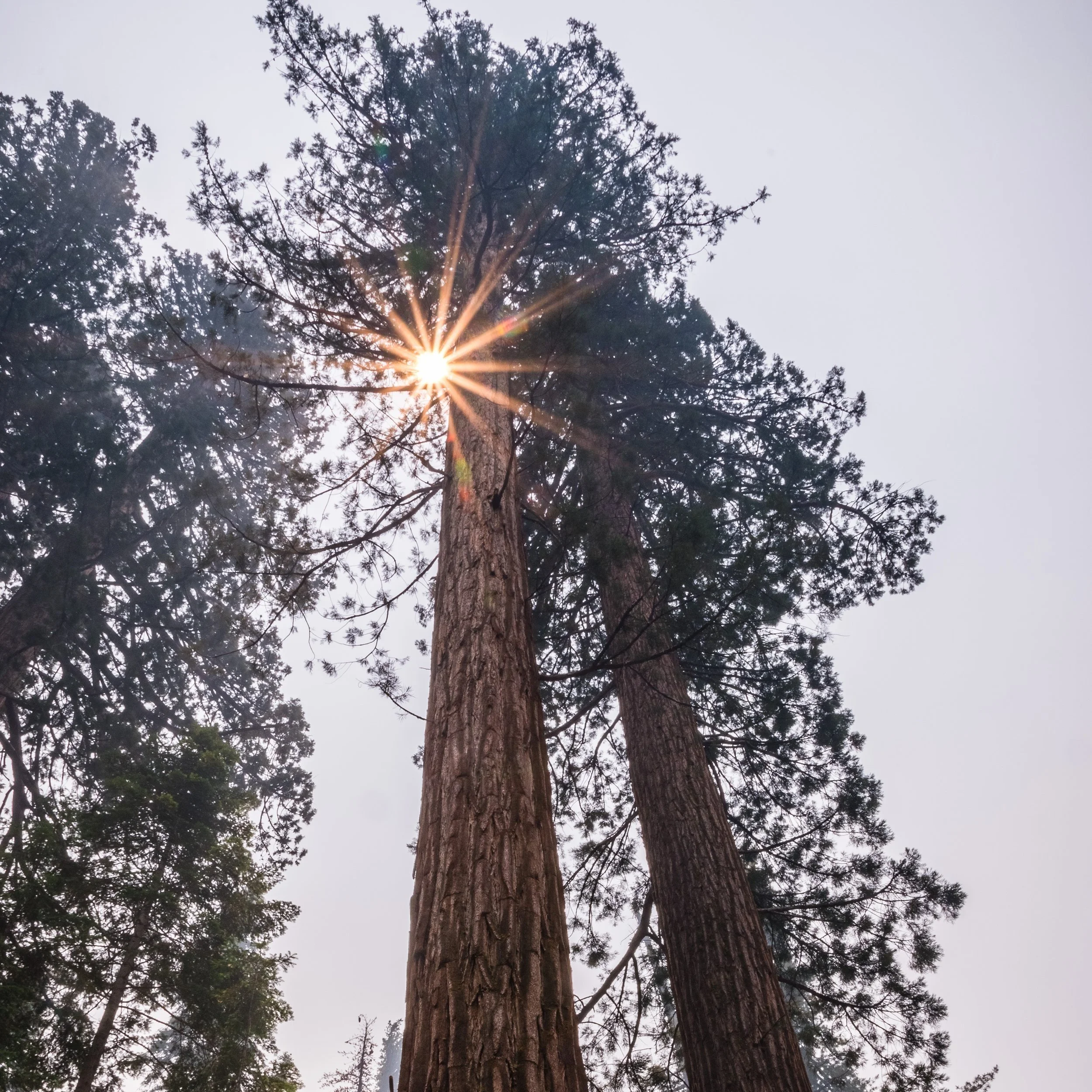 John 15:5 - Branches Of Promise