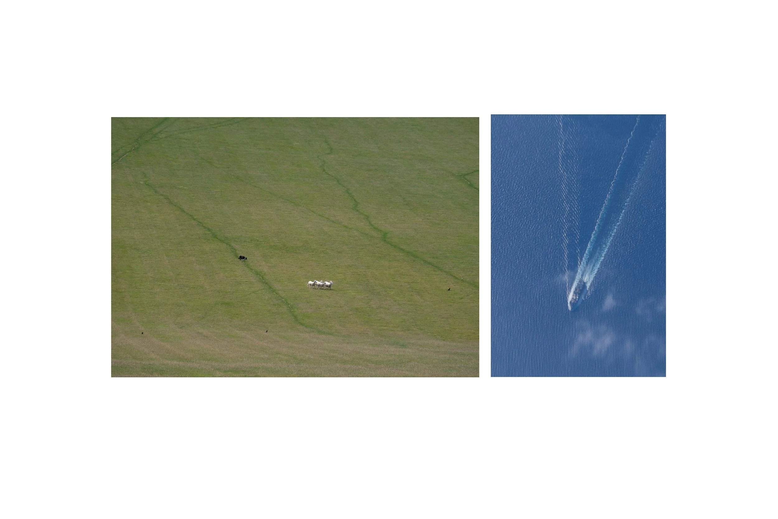 Sheepdog_Plane_White_Unframed.jpg