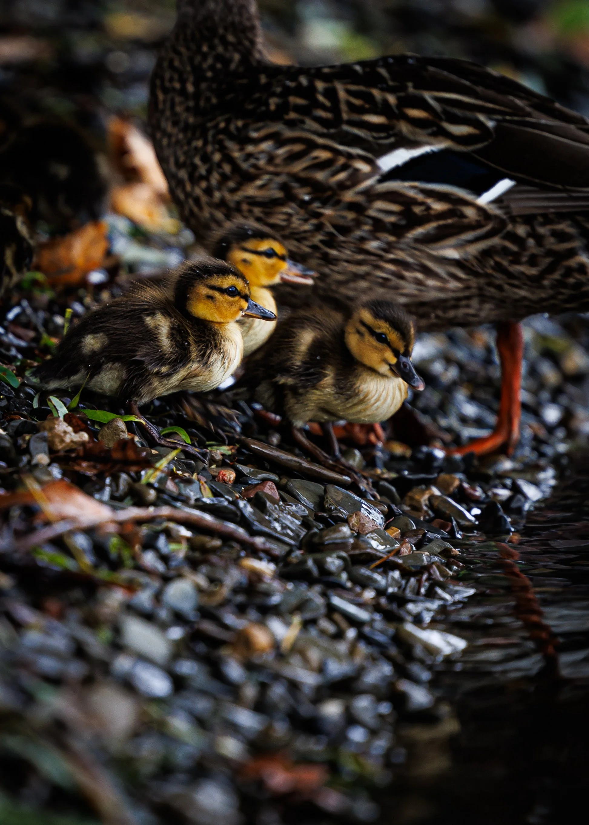 Ducks on the beach