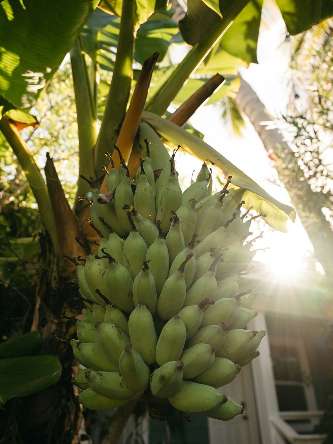 Step outside your cottage &amp; find yourself surrounded by the lush greenery and fresh bananas, bringing the St. Thomas&rsquo;s natural beauty right to your doorstep. 🌴🍌 Want to enjoy what we harvest? Head to @theshackhullbay for all of the Hideaw