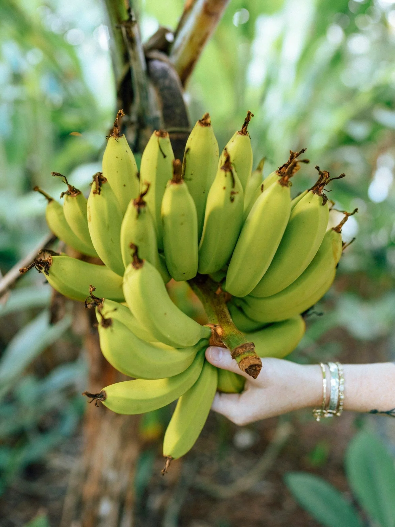 Did you know that nearly half of our property at The Hideaway is dedicated to preserving the biodiversity of Caribbean agriculture?

During your stay, you&rsquo;ll come across a variety of tropical herbs, fruits, orchids and so much more as you wande