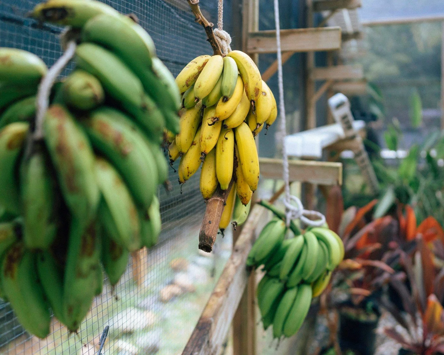It's 🍌  season around here. We're harvesting them as quick as we can use them here at The Hideaway and the @theshackhullbay. Farm fresh, all day, every day!

...

#stthomas #usvi #usvieats #USVirginIslands #virginislands #caribbean #caribbeantravel 