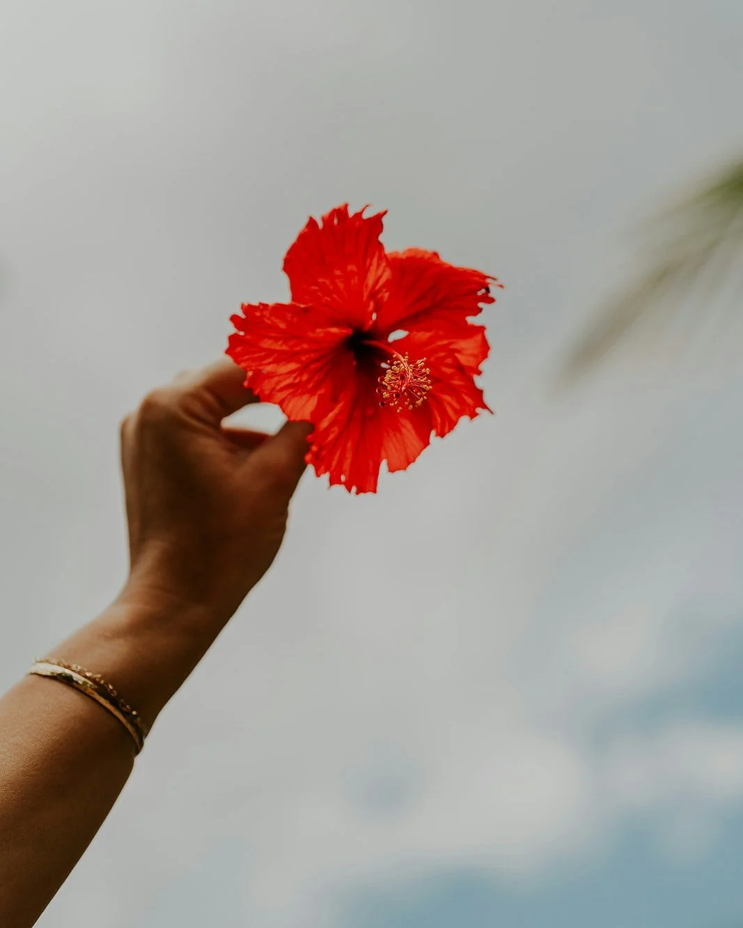 Hibiscus 🌺 flowers have so many uses in our gardens. From being crucial to all of our island pollinators like bees, butterflies and hummingbirds, to adding a nice floral flavor to our bush tea, they are one of the most essential flowers at Hideaway 