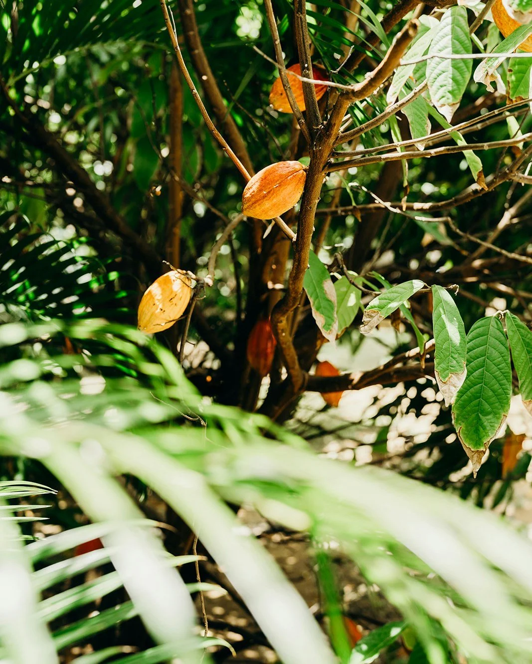 Did you know chocolate grows on trees?! One of the best things about staying at The Hideaway is seeing your favorite snacks growing all around you! Head to @theshackhullbay, our beachfront bar + restaurant, and ask your server about what Hideaway Far