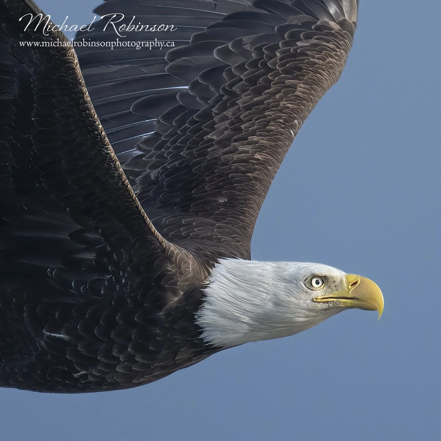 Close up of Bald eagle in flight