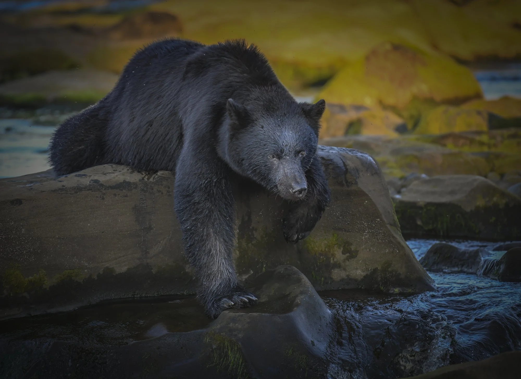 Black Bear surrounded by evening light