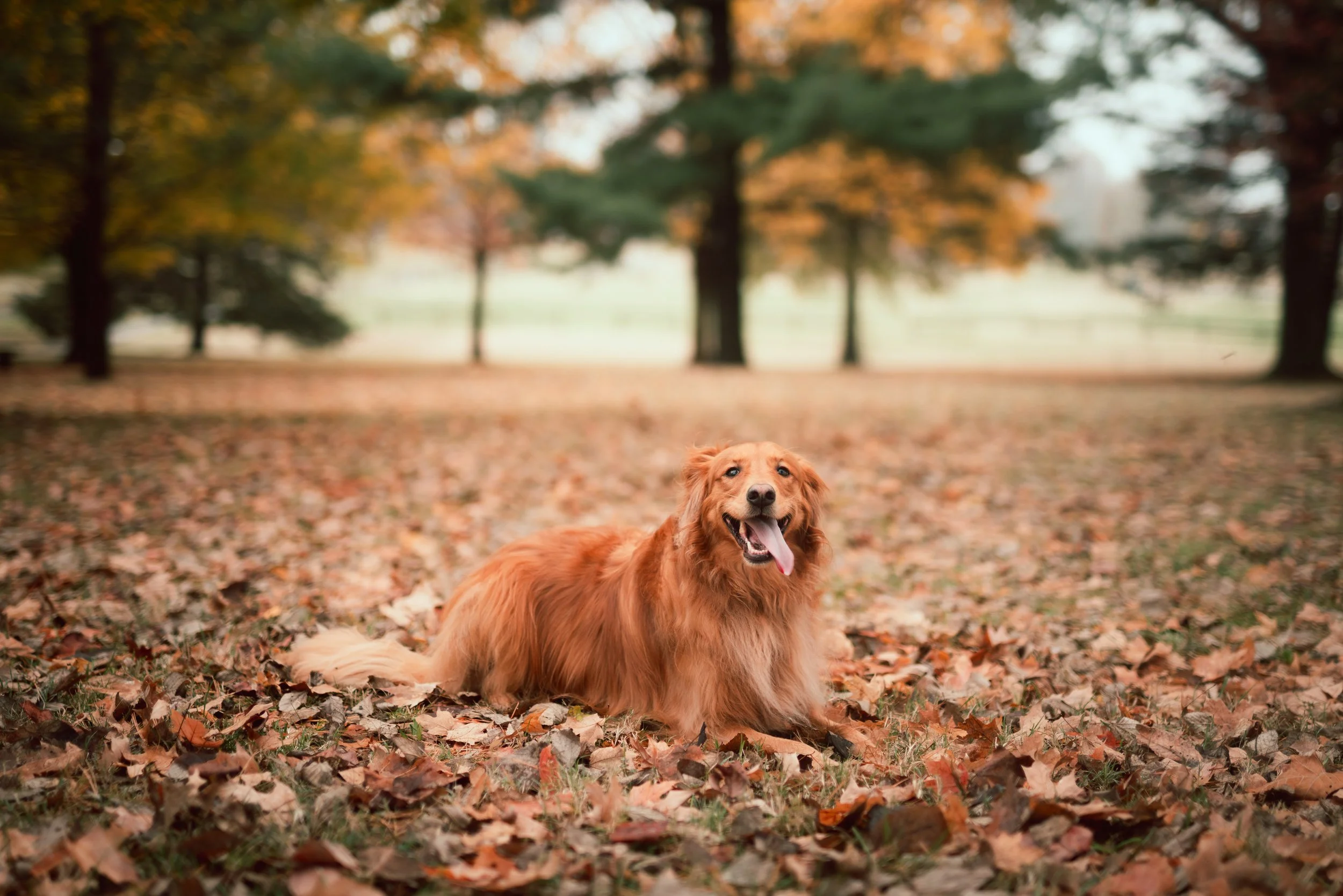 SKINNER_FAMILY_PHOTOS_NATHANIEL_GREENE_PARK (31).jpg