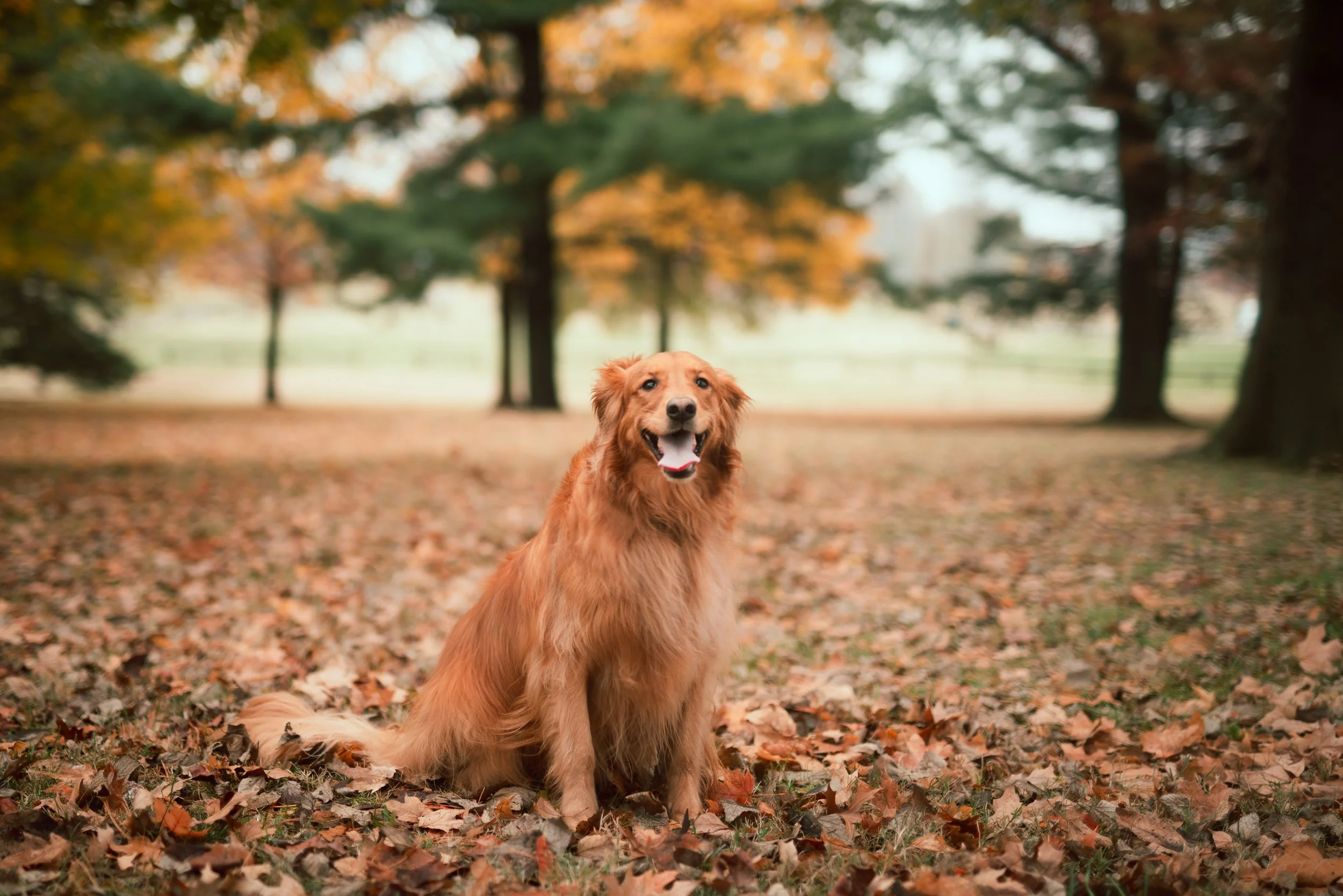 SKINNER_FAMILY_PHOTOS_NATHANIEL_GREENE_PARK (30).jpg