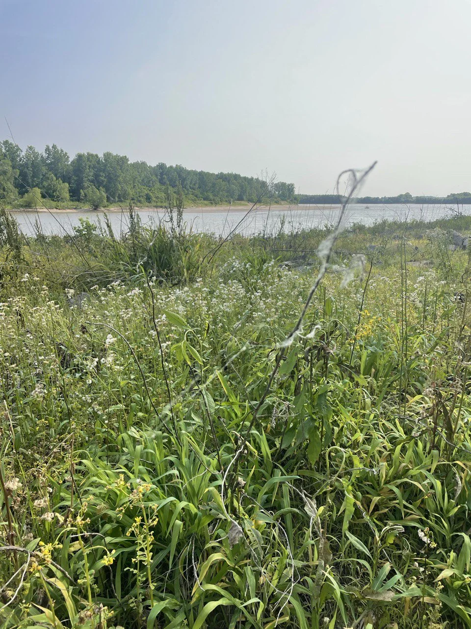 An image of a grassy, white wildflower area with the Wabash River visible in the background.