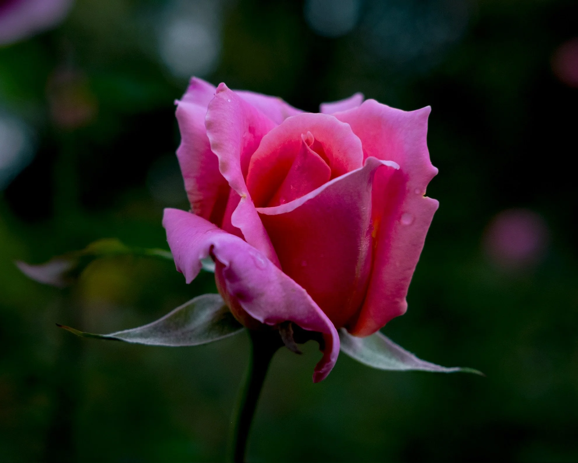 3BAC6306-B3FF-46CF-A7E7-B0392A17F287_1_102_o.jpeg